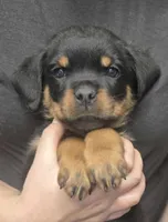 Huge Heads, a male Rottweiler for sale in Fulton, NY – Photo 6 of 6