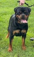 Huge Heads, a male Rottweiler for sale in Fulton, NY – Photo 3 of 6