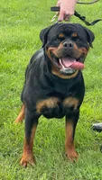 Huge Heads, a male Rottweiler for sale in Fulton, NY – Photo 2 of 6