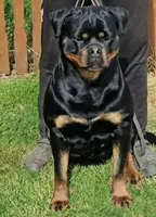 Huge Heads, a  Rottweiler for sale in Fulton, NY – 2 of 2