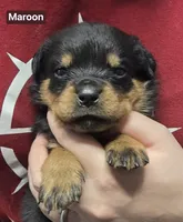 processed/4ae5b136-b12e-42a6-9bef-776597420ab6/listing/559c7724-271a-4c4b-9807-41353db91ad5/2ce9fbd0-f786-4f5d-b936-549edc730813