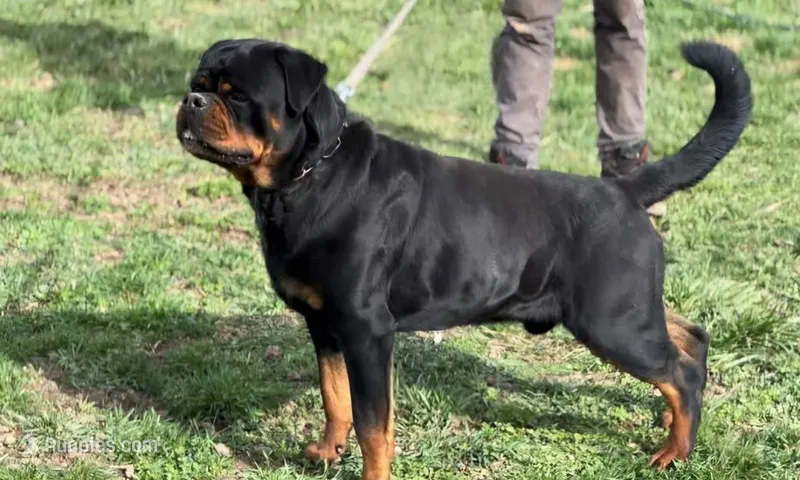 Huge Heads – Rottweiler puppy for sale in Fulton, NY