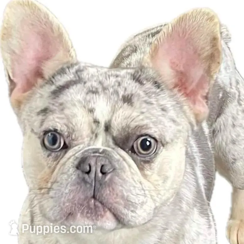 In heat , a female French Bulldog for sale in Fulton, NY – Photo 2 of 2