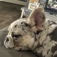 In heat , a female French Bulldog for sale in Fulton, NY – Photo 1 of 2