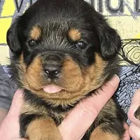 Huge Head, a female Rottweiler for sale in Fulton, NY – Photo 2 of 2