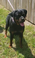 Import Girl, a female Rottweiler for sale in Fulton, NY – Photo 3 of 7