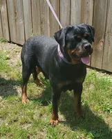 Import Girl, a female Rottweiler for sale in Fulton, NY – Photo 1 of 7