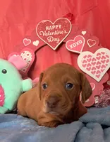 Red dapple female, a female Miniature Dachshund for sale in Martin, TN – Photo 4 of 7
