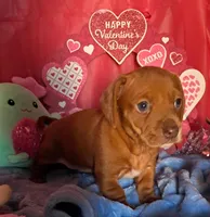 Red dapple female, a female Miniature Dachshund for sale in Martin, TN – Photo 2 of 7
