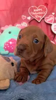 Red dapple female, a female Miniature Dachshund for sale in Martin, TN – Photo 5 of 7