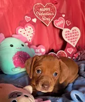 Red dapple female, a female Miniature Dachshund for sale in Martin, TN – Photo 1 of 7