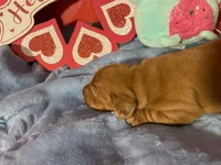 Red dapple female, a female Miniature Dachshund for sale in Martin, TN – Photo 6 of 7