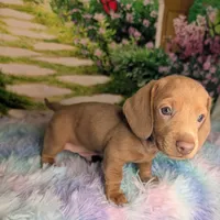 Beast, a male Miniature Dachshund for sale in Martin, TN – 6 of 10