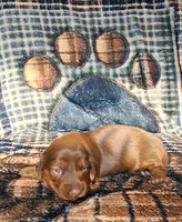 Angel, a female Miniature Dachshund for sale in Martin, TN – Photo 3 of 3