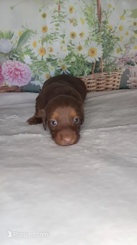 Angel – Miniature Dachshund puppy for sale in Martin, TN