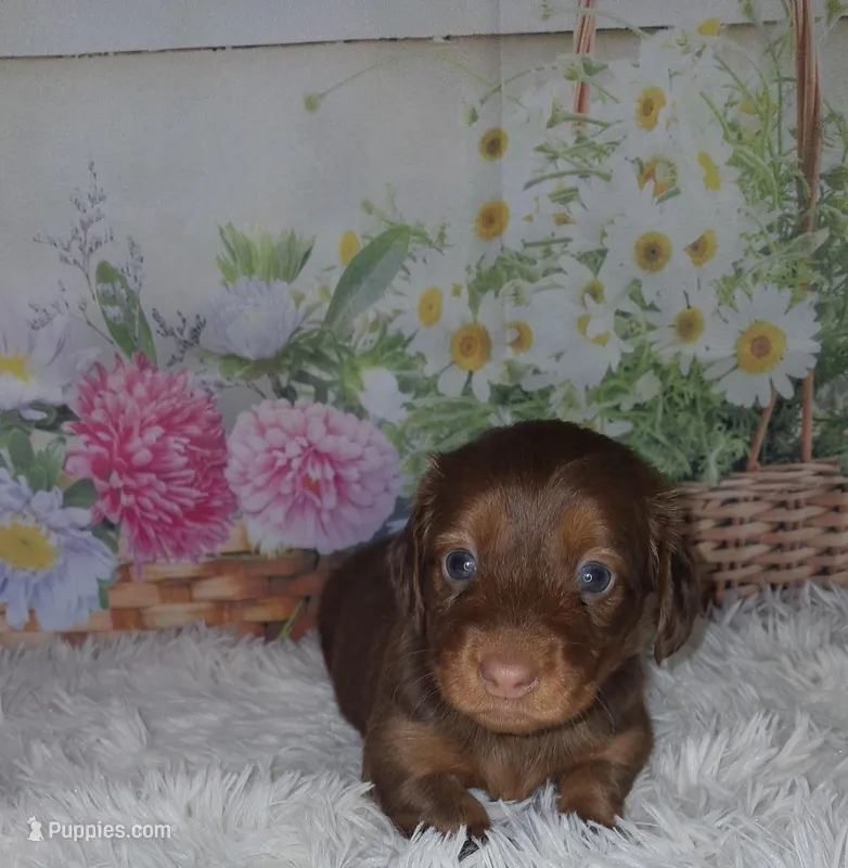 Angel – Miniature Dachshund puppy for sale in Martin, TN