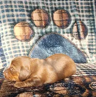 Angel, a female Miniature Dachshund for sale in Martin, TN – Photo 2 of 3