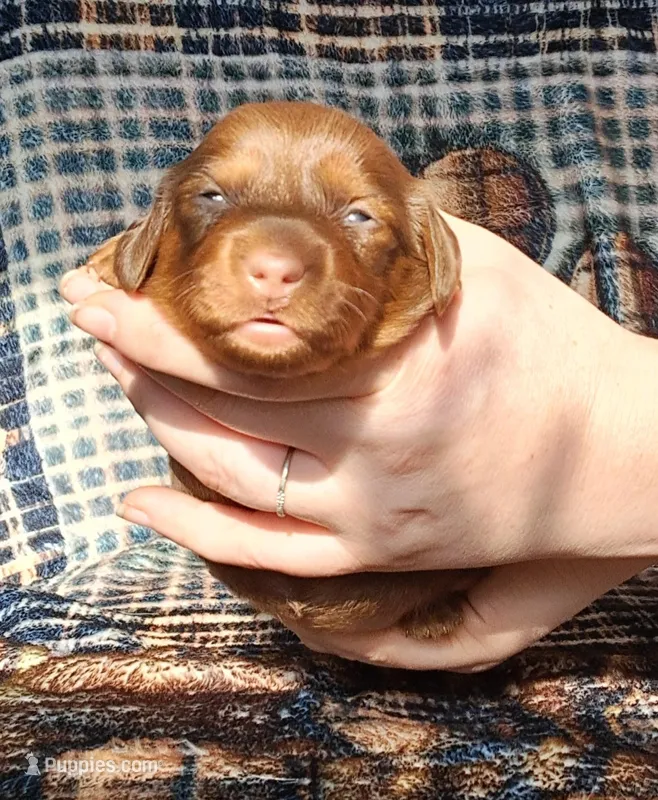 Angel – Miniature Dachshund puppy for sale in Martin, TN