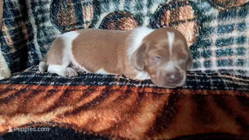 Gretel – Miniature Dachshund puppy for sale in Martin, TN
