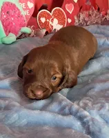 Sweet girl, a female Miniature Dachshund for sale in Martin, TN – Photo 4 of 5