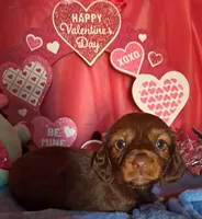 Sweet girl, a female Miniature Dachshund for sale in Martin, TN – Photo 1 of 5