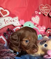 Sweet girl, a female Miniature Dachshund for sale in Martin, TN – Photo 2 of 5