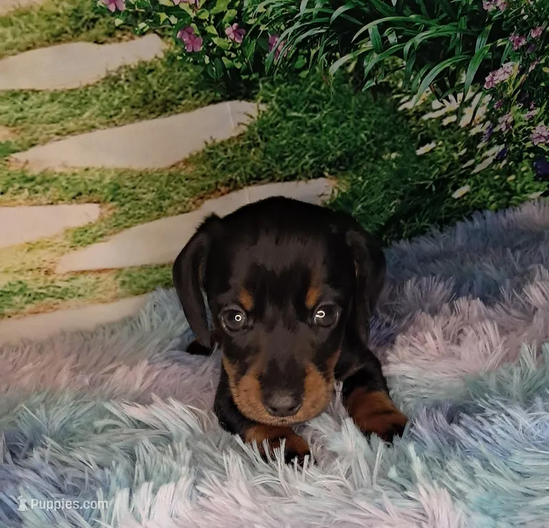 Sweetie – Miniature Dachshund puppy for sale in Martin, TN