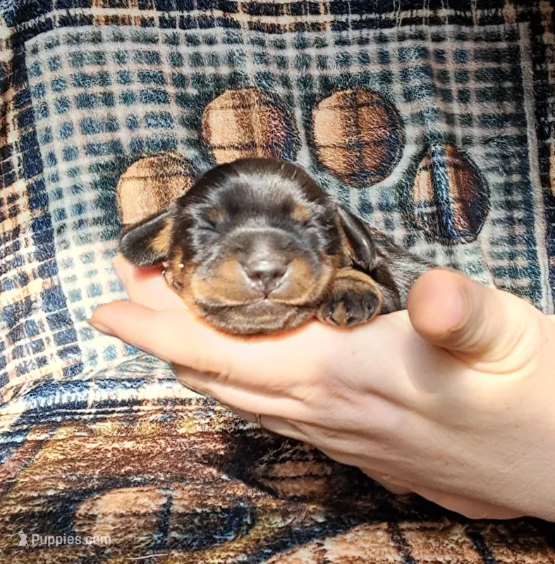 Sweetie – Miniature Dachshund puppy for sale in Martin, TN