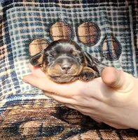 Sweetie, a female Miniature Dachshund for sale in Martin, TN – Photo 1 of 2