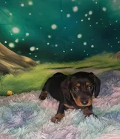 Sweetie, a female Miniature Dachshund for sale in Martin, TN – 2 of 9