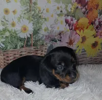 Sweetie, a female Miniature Dachshund for sale in Martin, TN – 6 of 9