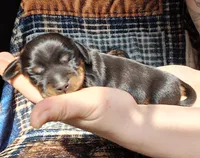 Sweetie, a female Miniature Dachshund for sale in Martin, TN – Photo 2 of 2
