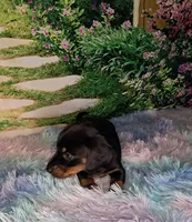 Sweetie, a female Miniature Dachshund for sale in Martin, TN – 4 of 9