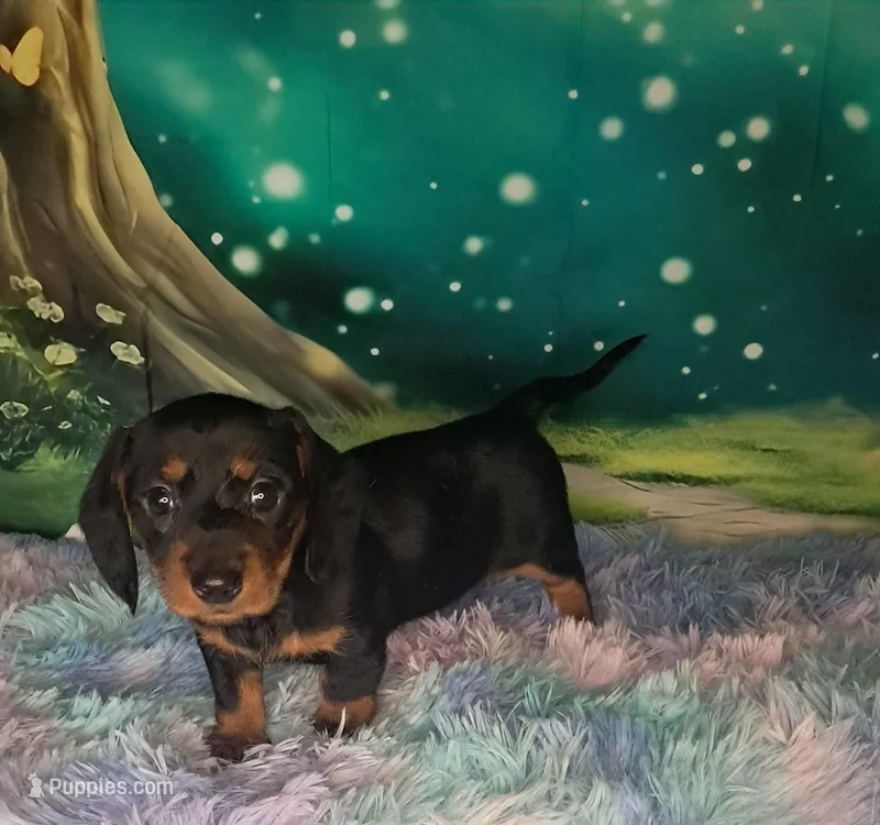 Sweetie – Miniature Dachshund puppy for sale in Martin, TN