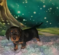 Sweetie, a female Miniature Dachshund for sale in Martin, TN – 1 of 9
