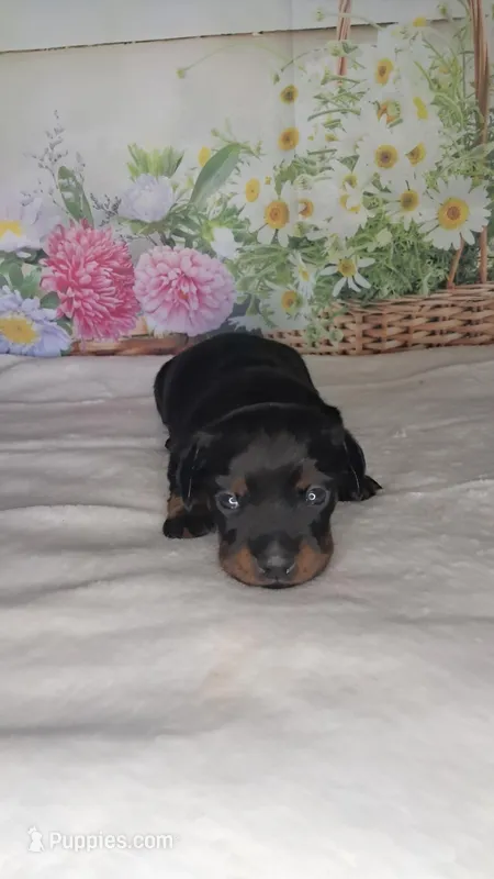 Sweetie – Miniature Dachshund puppy for sale in Martin, TN