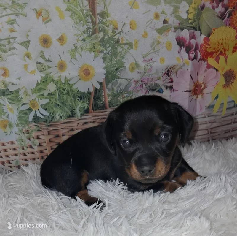 Sweetie – Miniature Dachshund puppy for sale in Martin, TN