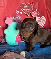 Chocolate and tan female 1, a female Miniature Dachshund for sale in Martin, TN – Photo 2 of 4