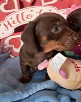 Chocolate and tan female 1, a female Miniature Dachshund for sale in Martin, TN – Photo 4 of 4