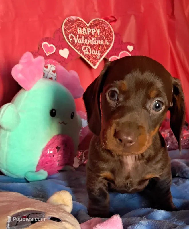 Chocolate and tan female 1