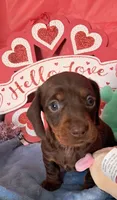 Chocolate and tan female 1, a female Miniature Dachshund for sale in Martin, TN – Photo 3 of 4