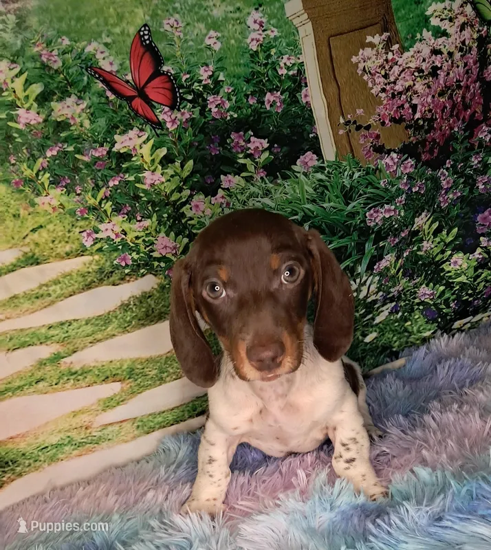 Dottie – Miniature Dachshund puppy for sale in Martin, TN