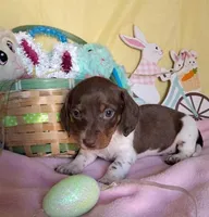 Dottie, a female Miniature Dachshund for sale in Martin, TN – Photo 2 of 2