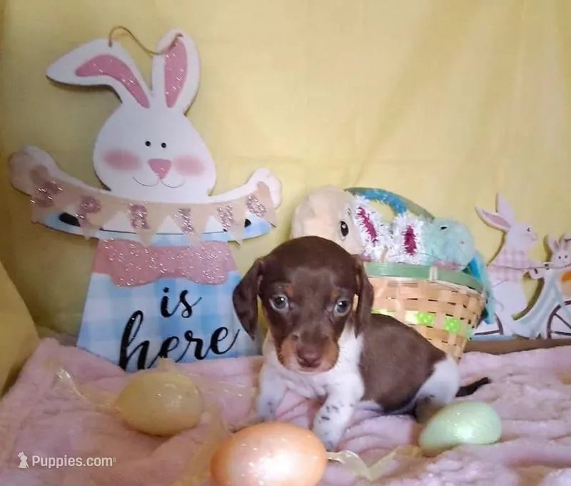 Dottie – Miniature Dachshund puppy for sale in Martin, TN