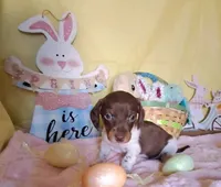 Dottie, a female Miniature Dachshund for sale in Martin, TN – Photo 1 of 2