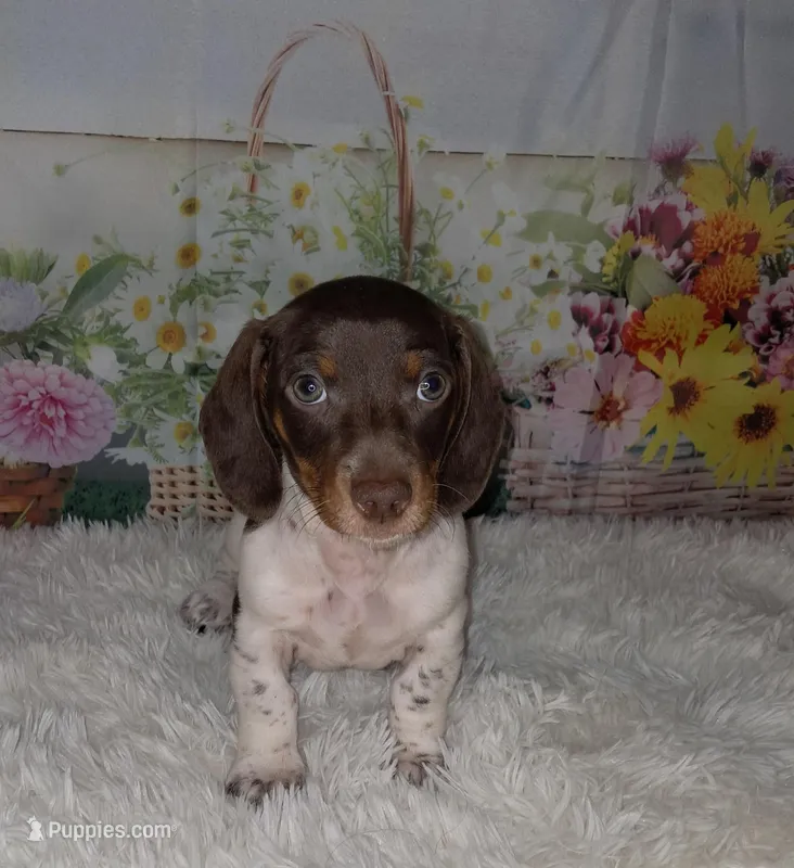 Dottie – Miniature Dachshund puppy for sale in Martin, TN