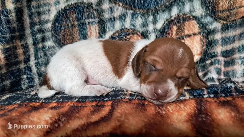 hansel – Miniature Dachshund puppy for sale in Martin, TN
