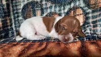 hansel, a male Miniature Dachshund for sale in Martin, TN – 1 of 3