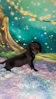 Bonnie , a female Miniature Dachshund for sale in Martin, TN – 4 of 4