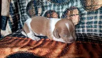 Gretel, a female Miniature Dachshund for sale in Martin, TN – 3 of 3